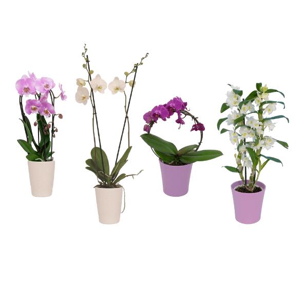 Orchidee