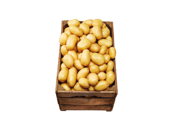 Potatis