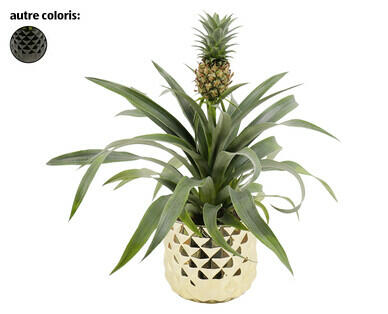 PLANT D'ANANAS