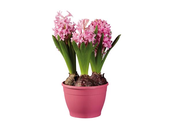 Hyacinths