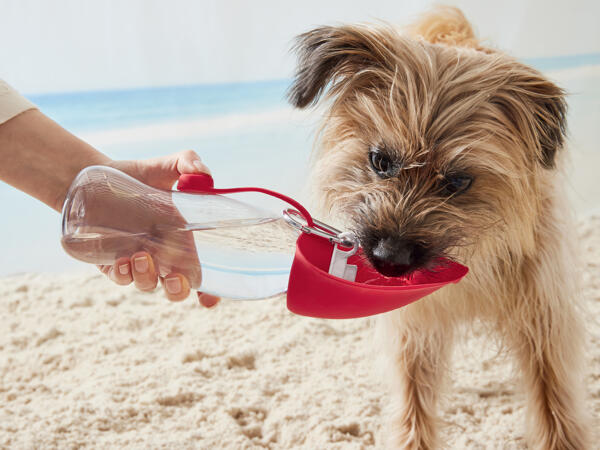 Dog Water Bottle