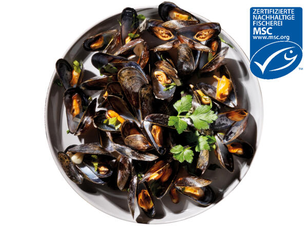 Frische MSC-Miesmuscheln