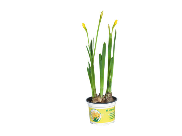 Narcisi