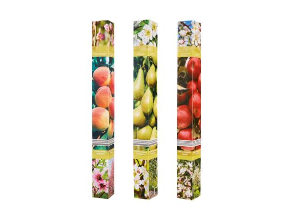 Frugttræ