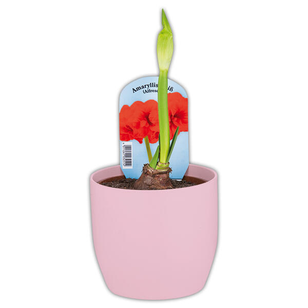 Amaryllis