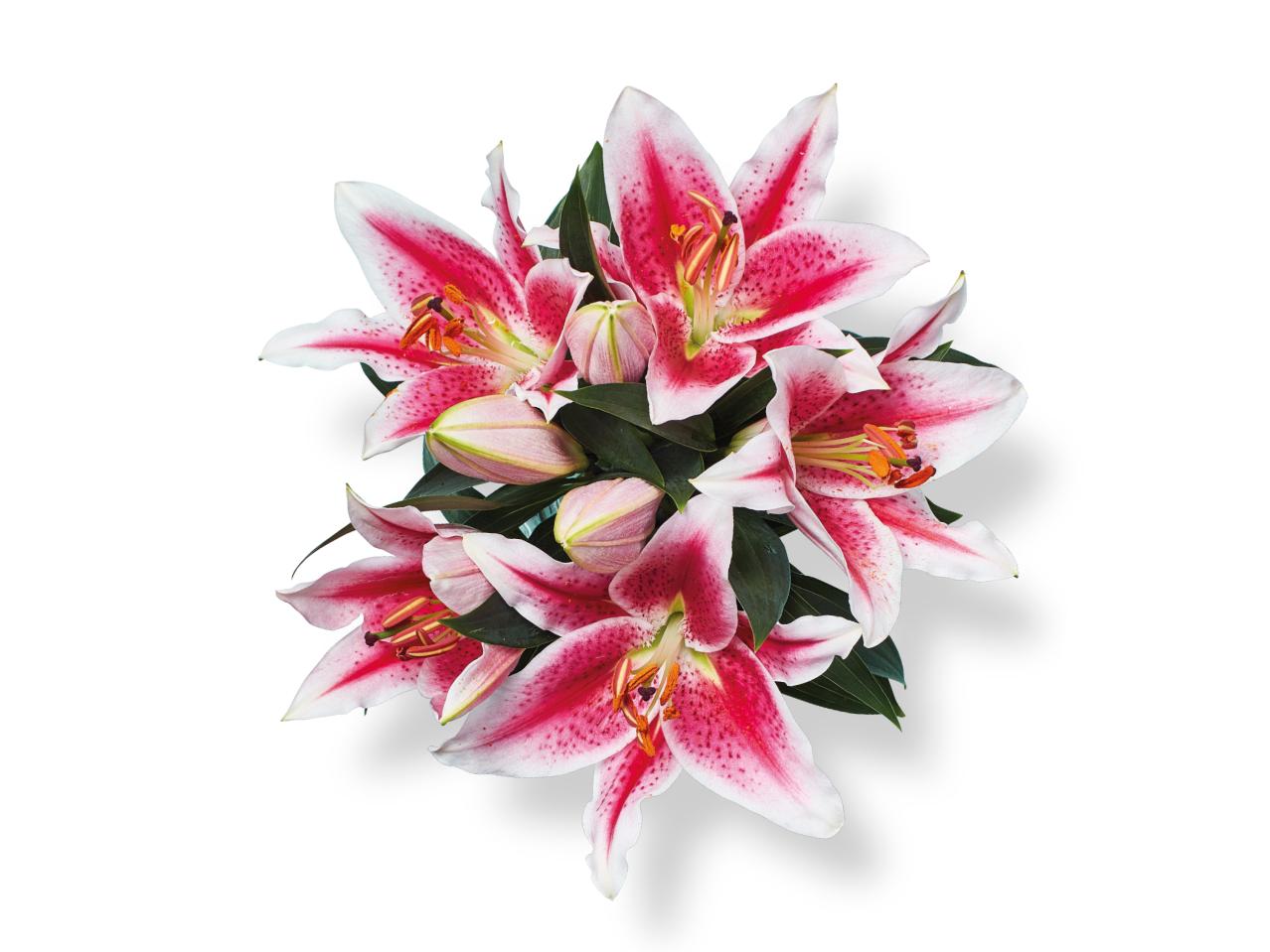 Oriental Lilies1