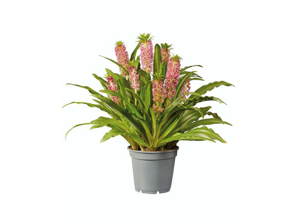 Lis ananas