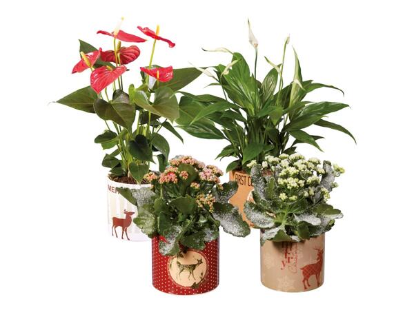 Flowering plants