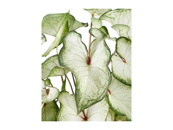 Caladium Mix