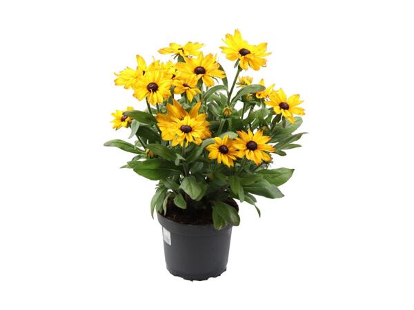 Sunbeckia
