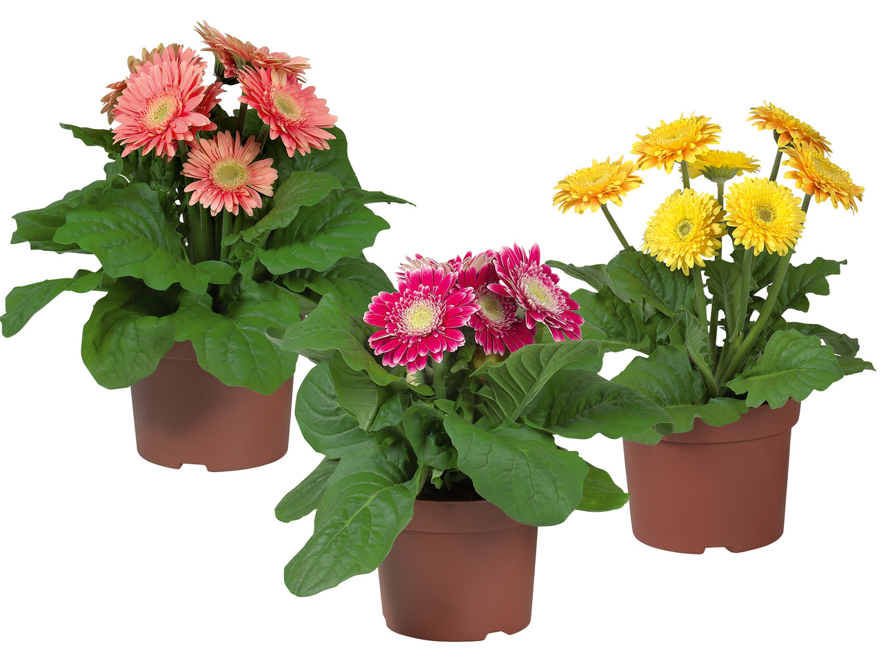 Gerbera
