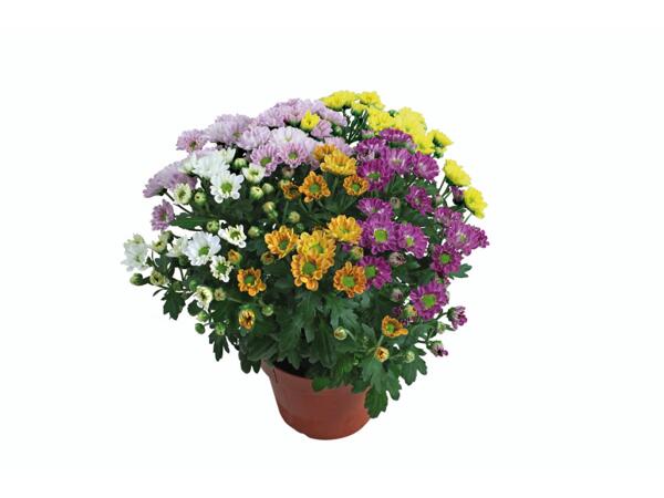 Chrysanthemums