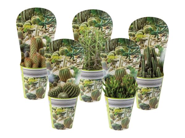 Cactus or succulents