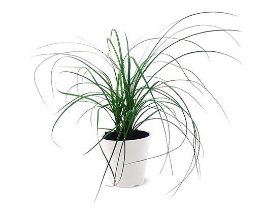 4" Foliage Assorted Varieties