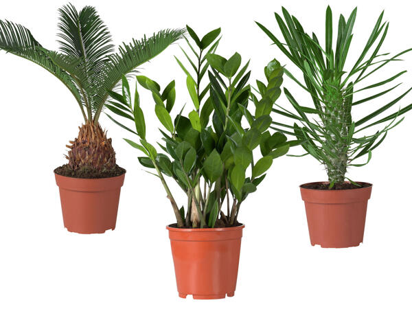 Palmenmix