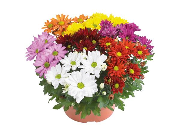 Chrysanthemum Carnival XL