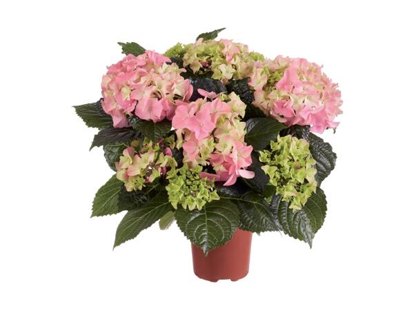 Hortensia