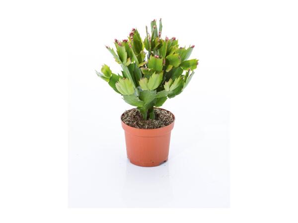 Christmas Cactus