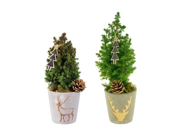 Chamaecyparis dans un pot tendance doré