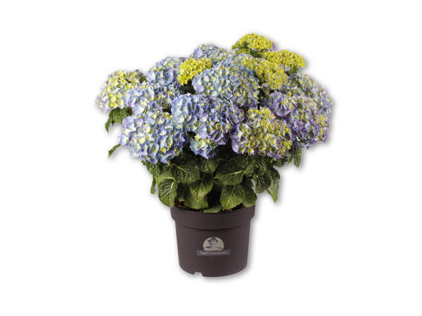 Dansk havehortensia