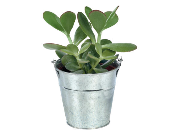 Cacti & Succulents in Zinc Bucket