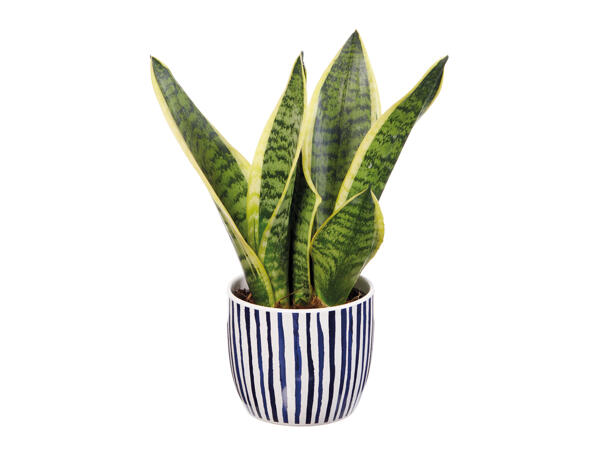 Green Plants in Ceramic