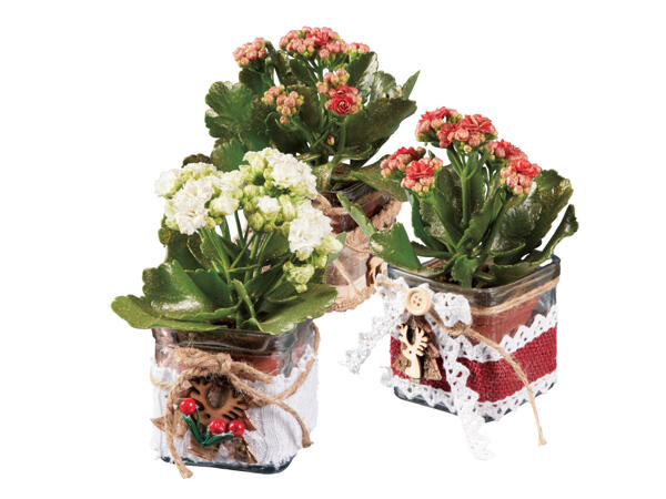 Kalanchoe med glitter i glaskruka