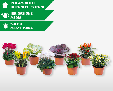 Piante autunnali in fiore