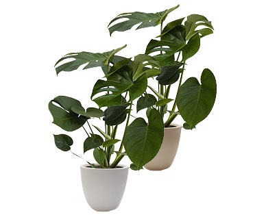 MONSTERA