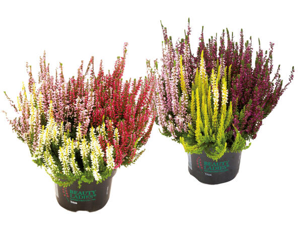 Calluna Vulgaris 3 colours