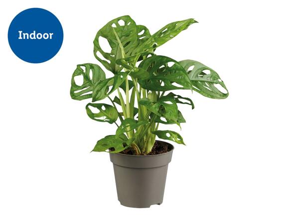 Monstera 'Monkey Leaf'