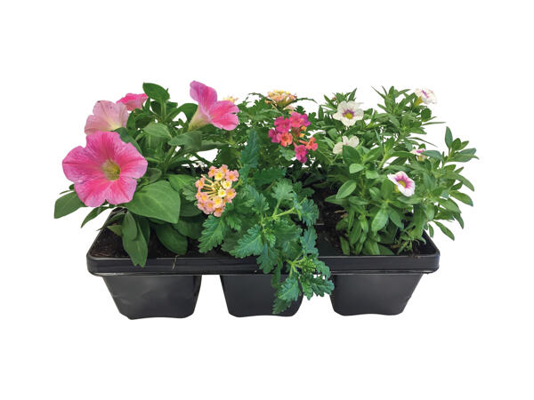 Bedding Plants