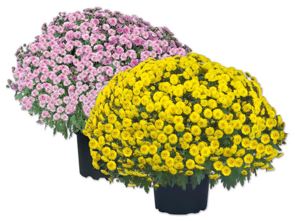 Chrysanthemenbusch