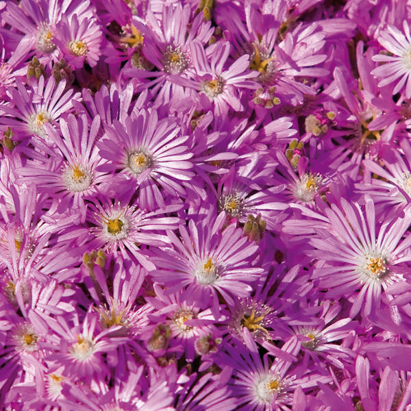 Mittagsblume