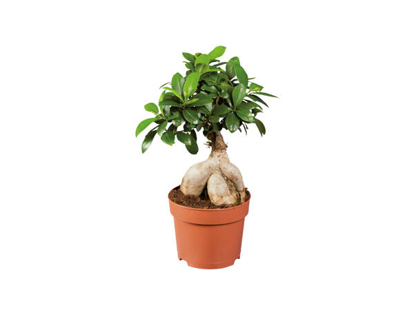 Ficus ginseng