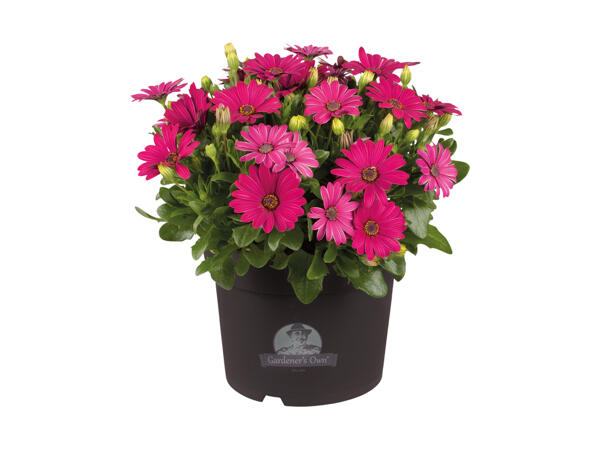 Spansk marguerit