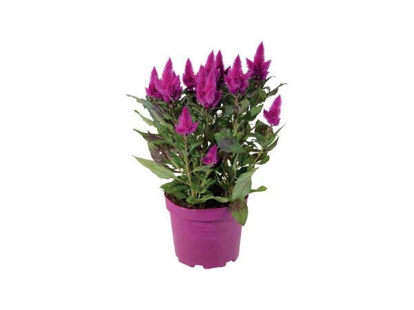 Celosia Caracas