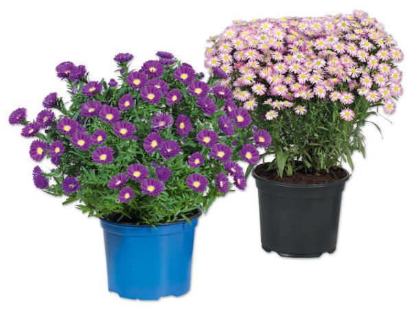 Herbstaster