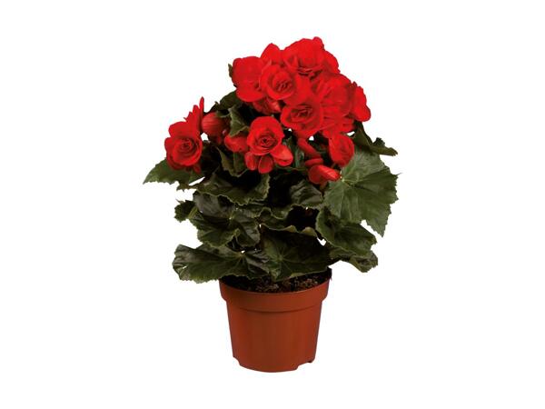 Begonia Selection