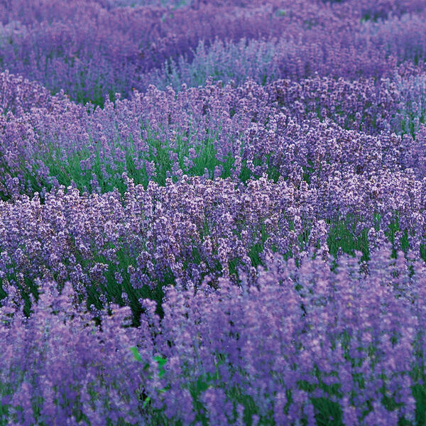 Lavendel
