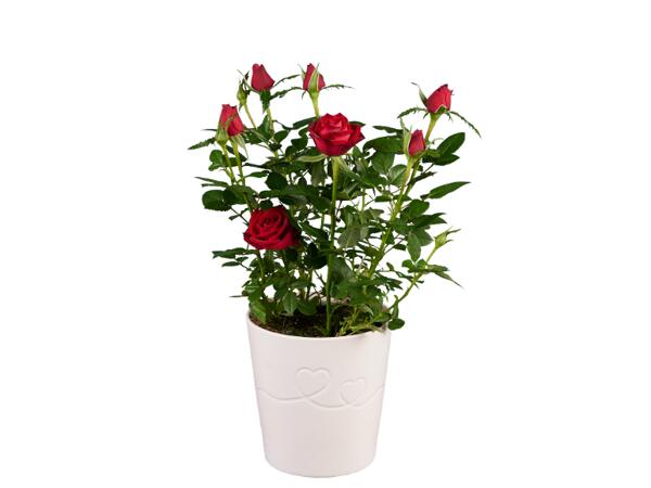 Roses or Kalanchoe