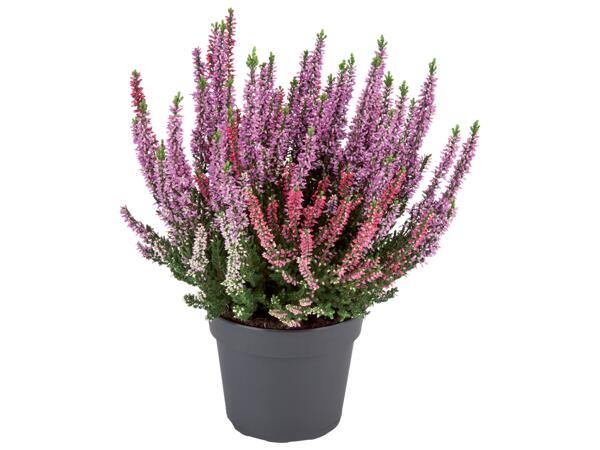 Calluna vulgaris