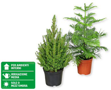Picea glauca/Araucaria