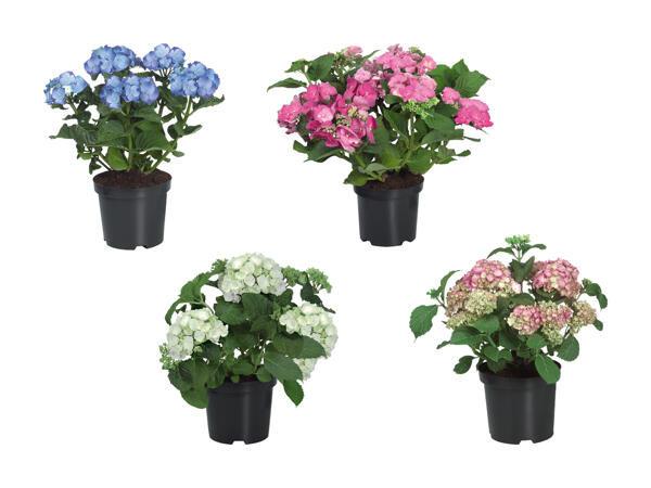 Hortensias de jardin