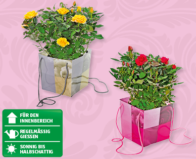 Rosenbüsche in Geschenktasche