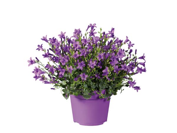 Bellflower