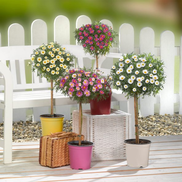 Opstammet marguerit