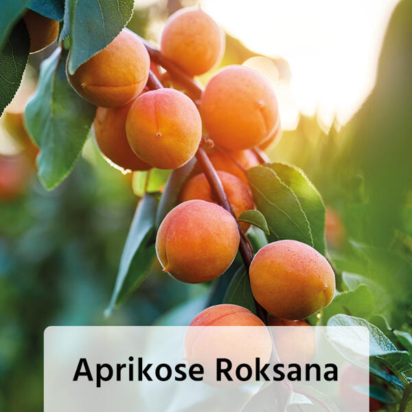 Obstbaum im Jutesack