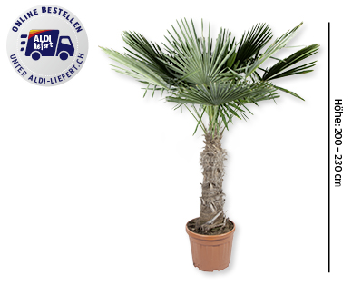 Tessinerpalme