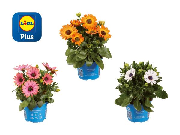 Osteospermum